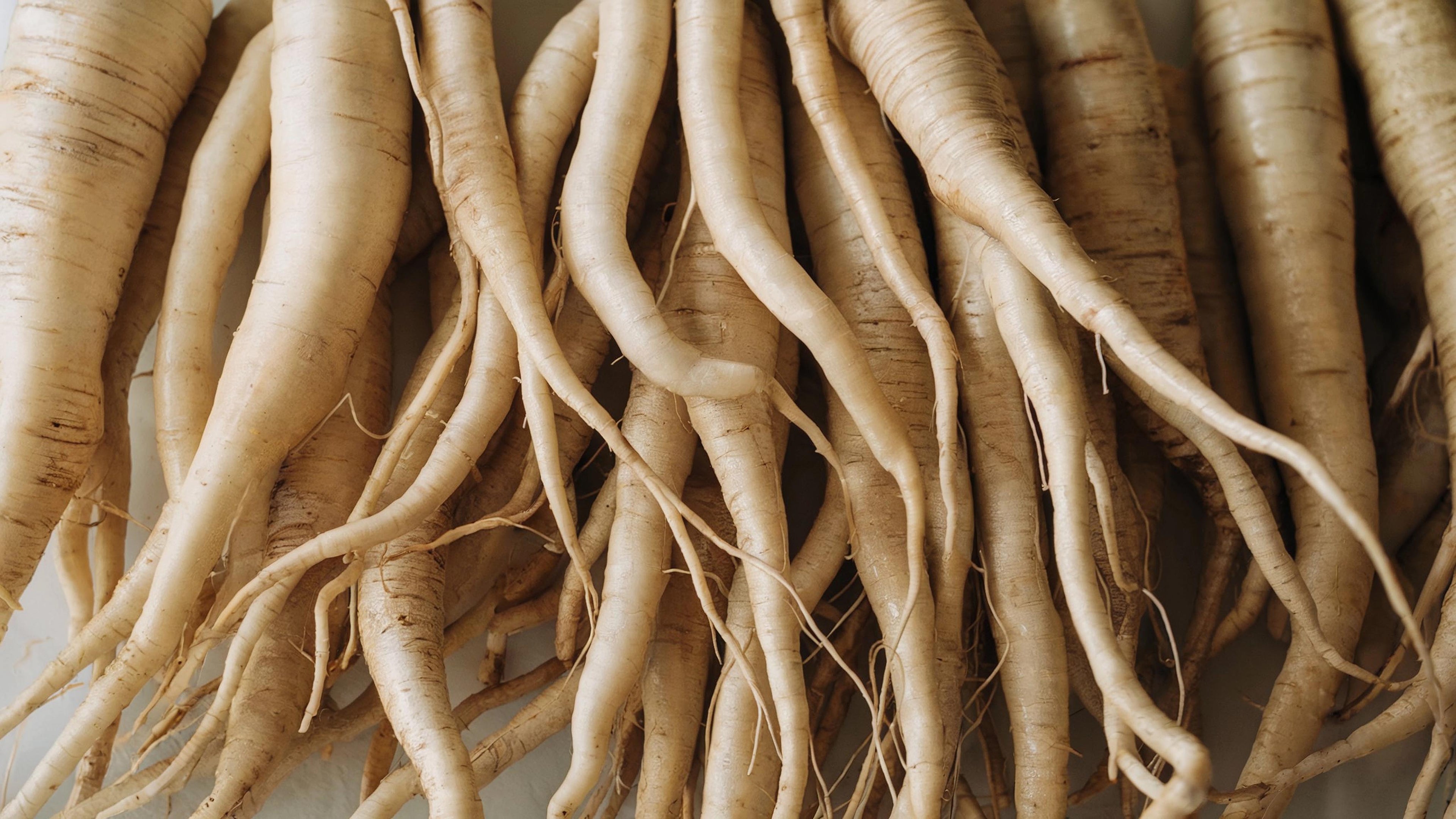 shatavari-root