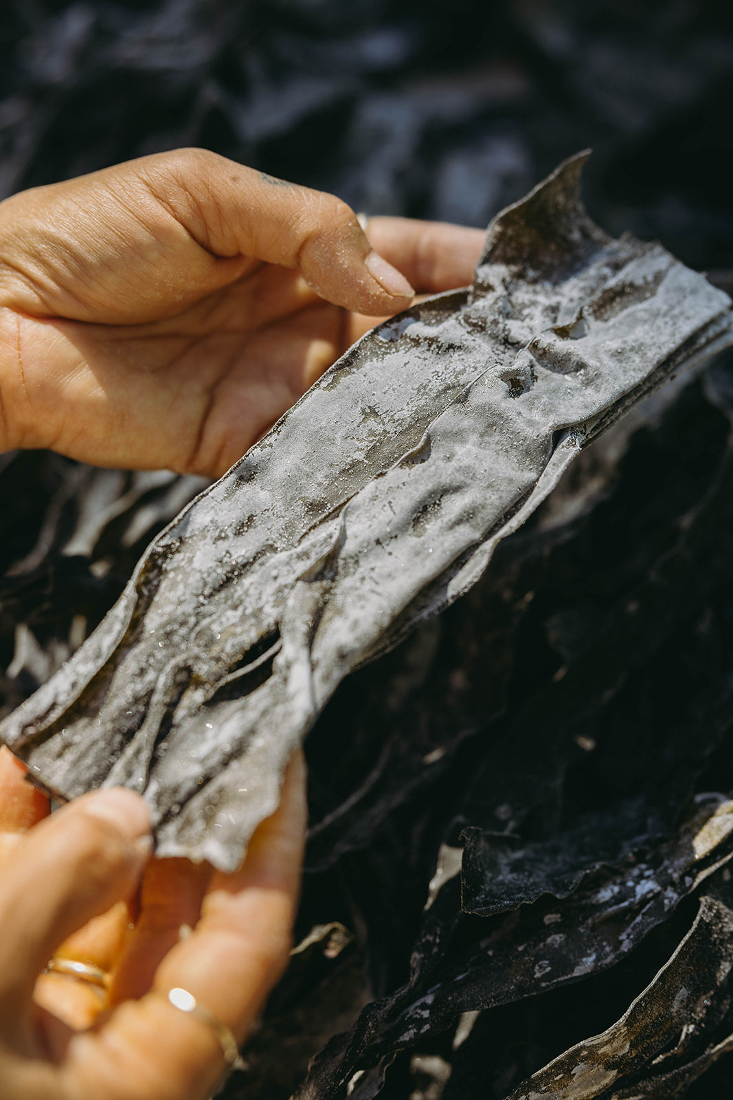 The argument for Seaweed as a Rasayana